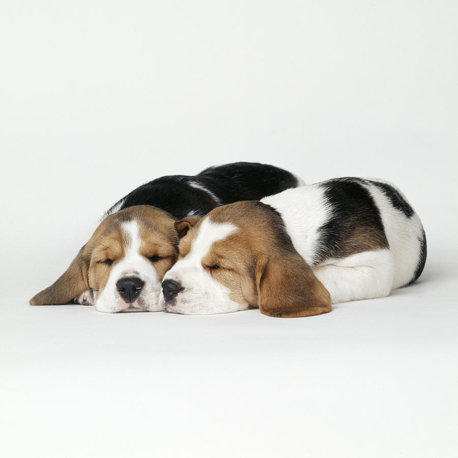Sleeping Beagle Puppies Photograph by John Daniels