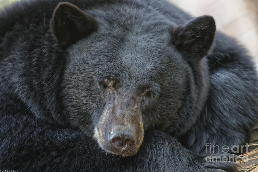 Sleeping Bear Photograph by Mitch Shindelbower