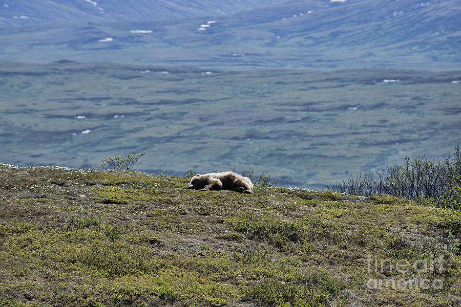 Sleeping Bear Two Photograph by David Arment