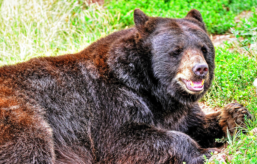 Wildlife Photograph - Sleeping bears by Jim Boardman