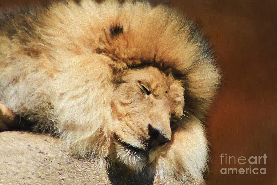Wildlife Photograph - Sleeping Beast by Darren Fisher