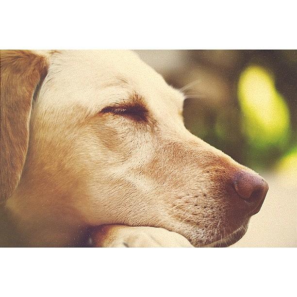 Dog Photograph - Sleeping Beauty by Alex Mortensen
