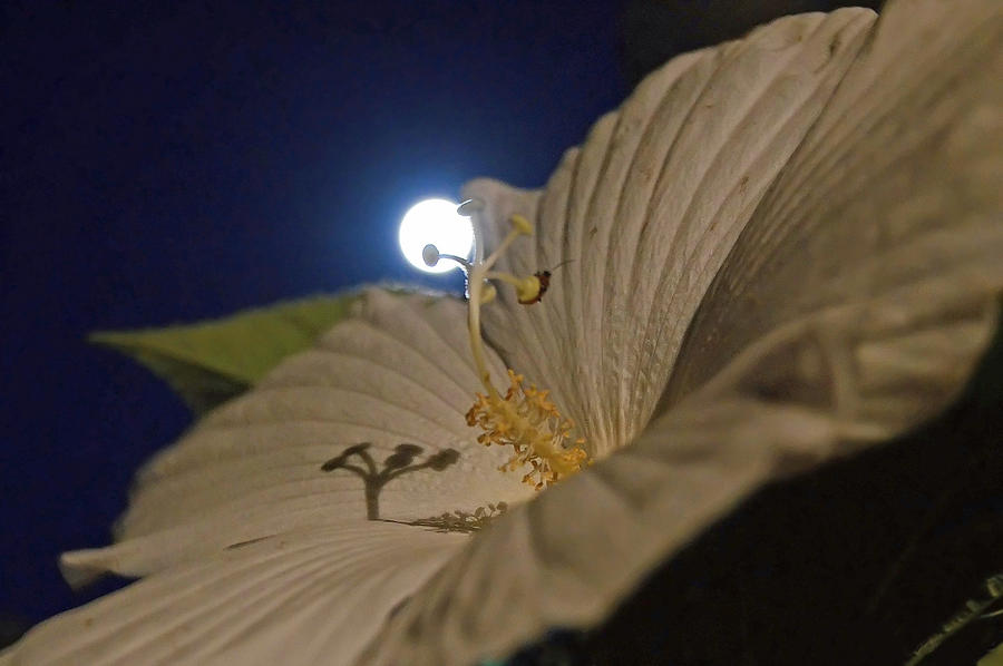 Flowers Still Life Photograph - Sleeping Beauty by Charlotte Schafer