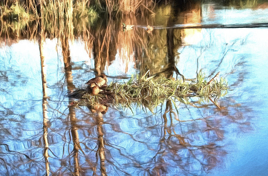 Sleeping beauty IMP-two feamale mallard ducks on a floating island Photograph by Leif Sohlman