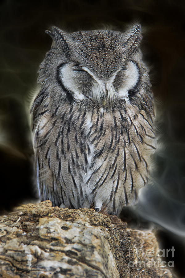 Owl Photograph - Sleeping Beauty by Mariola Bitner