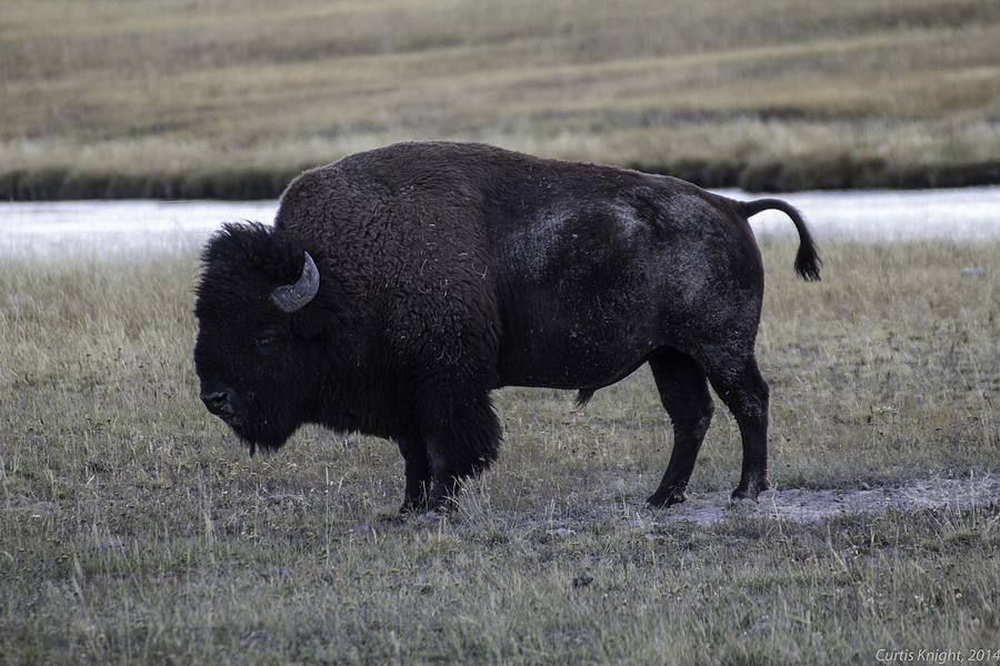 Sleeping Bison Photograph by Curtis Knight | Pixels