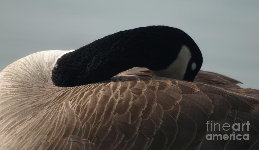 Sleeping Canada Goose Photograph by Jacklyn Duryea Fraizer