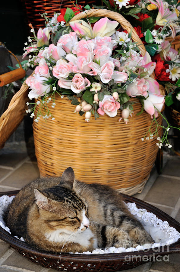 Cat Photograph - Sleeping cat at flower shop by George Atsametakis
