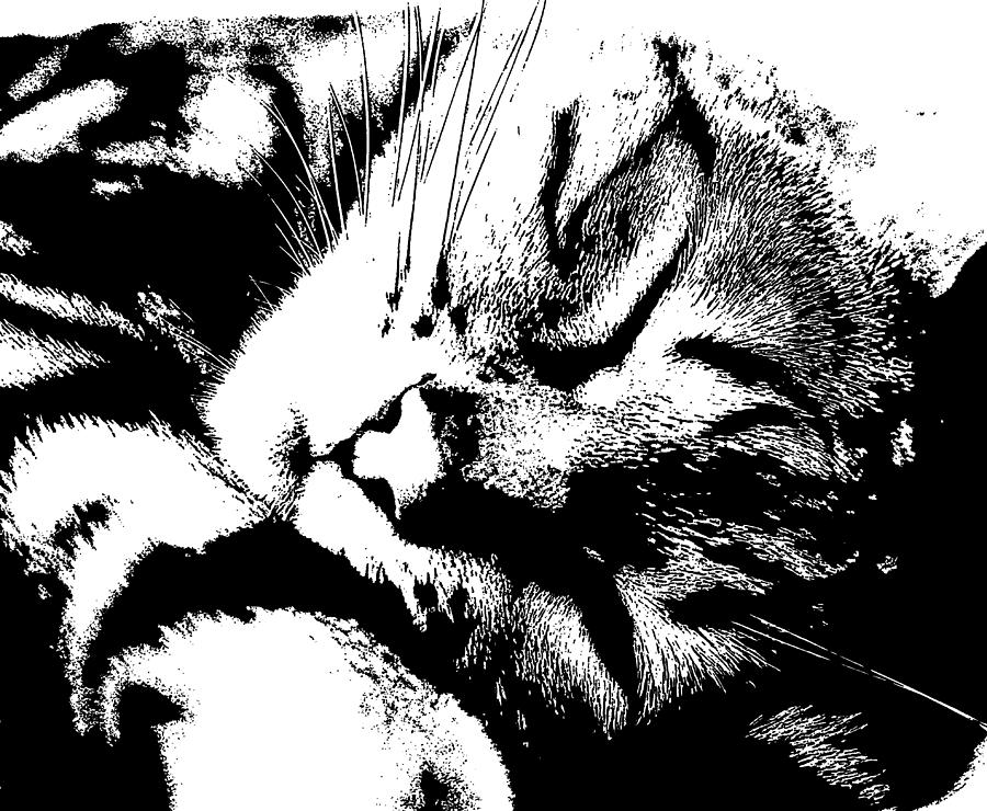 Sleeping Cat Black and White Photograph by Angela Rowlands | Fine Art ...