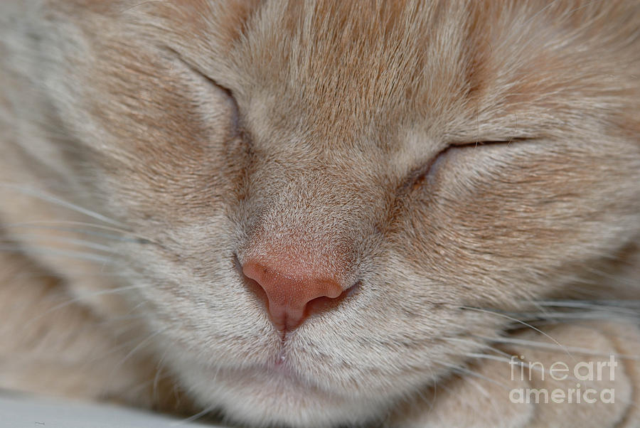 Animal Eyes Photograph - Sleeping Cat Face Closeup by Amy Cicconi