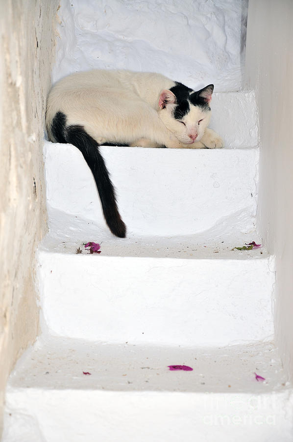Sleeping cat in Serifos town Photograph by George Atsametakis