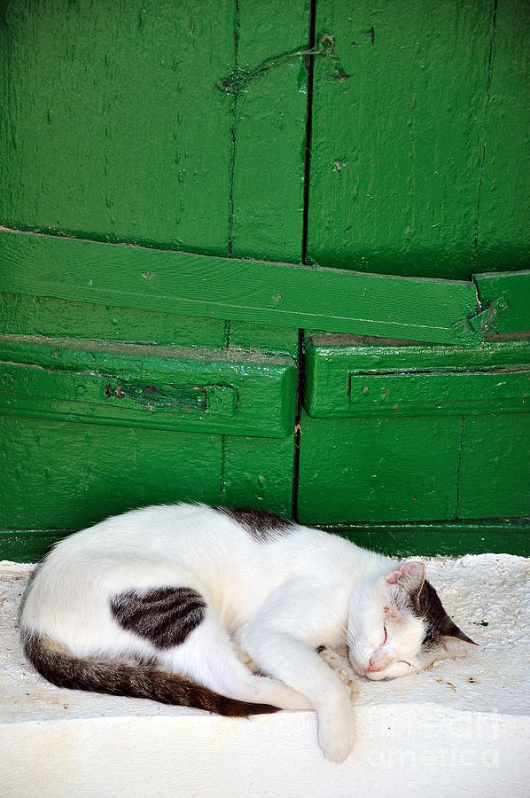 Sleeping cat in Sifnos island Photograph by George Atsametakis