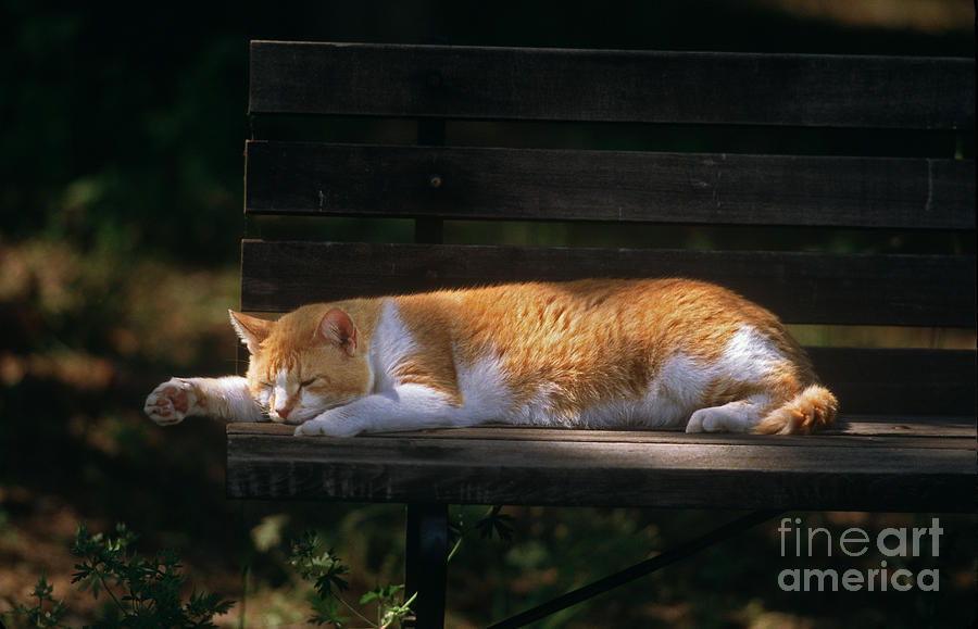 Sleeping Cat Photograph by James L. Amos