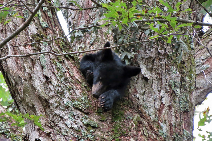 Nap Time Photograph by Rebecca Golder | Fine Art America