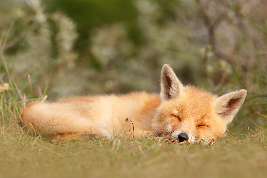 Spring Photograph - Sleeping Cuty _ Red Fox Kit by Roeselien Raimond