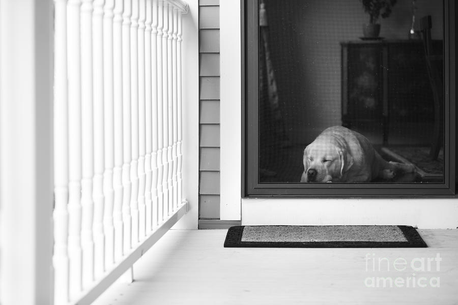 Dog Photograph - Sleeping dog by Diane Diederich