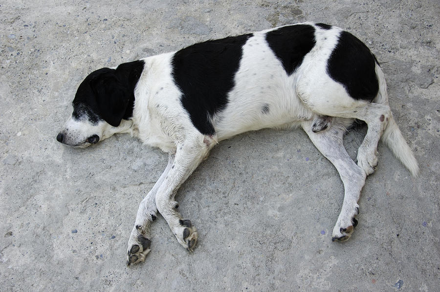 Sleeping dog lying on the ground Photograph by Matthias Hauser