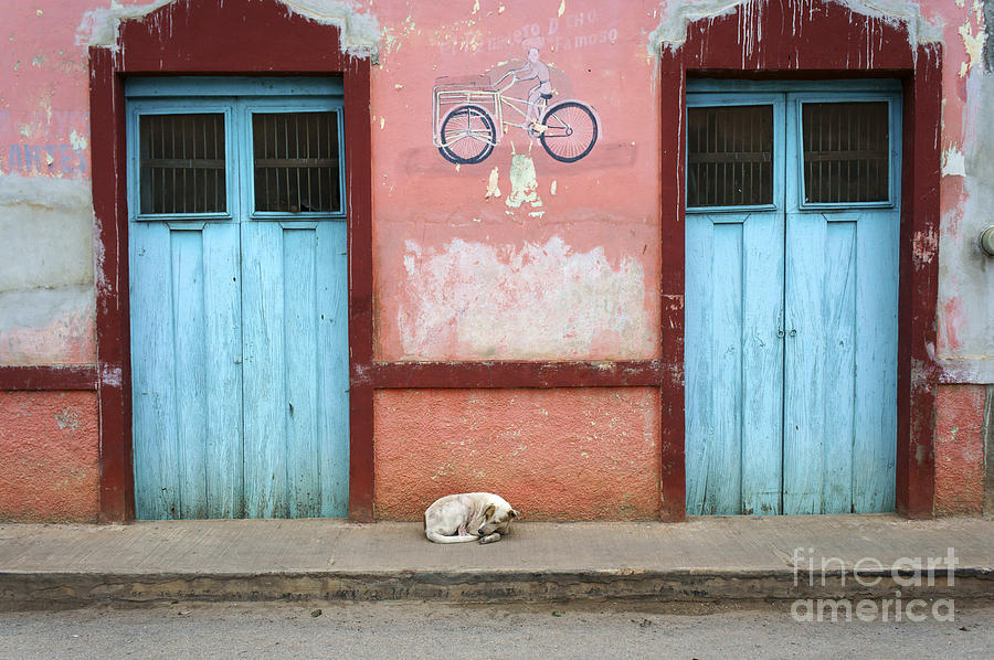 SLEEPING DOG Santa Elena Mexico Photograph by John  Mitchell