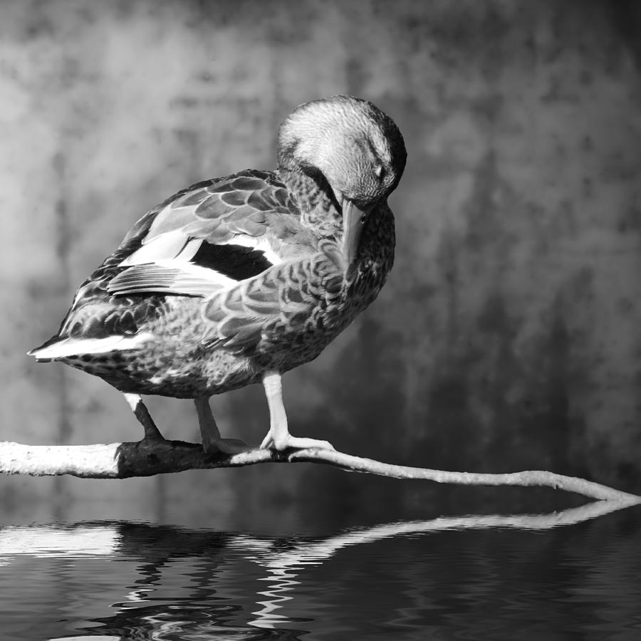 Duck Photograph - Sleeping Duck 2 by Sharon Lisa Clarke