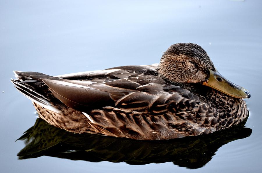 Sleeping Duck Photograph by Toby McGuire