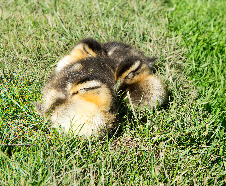 Sleeping Ducklings Photograph by Roy Pedersen