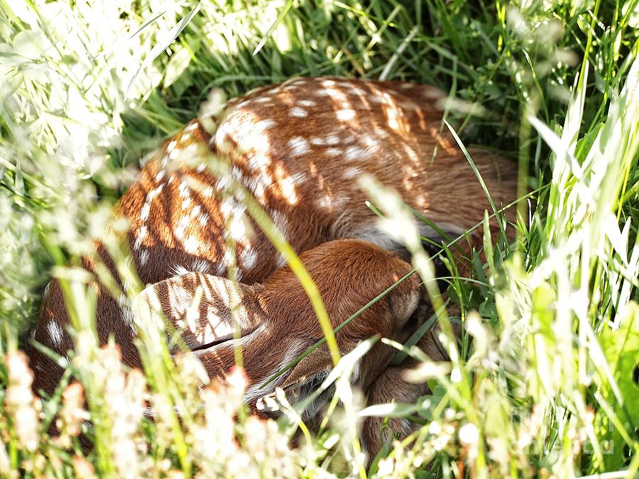 Sleeping Fawn Photograph by Angie Rea