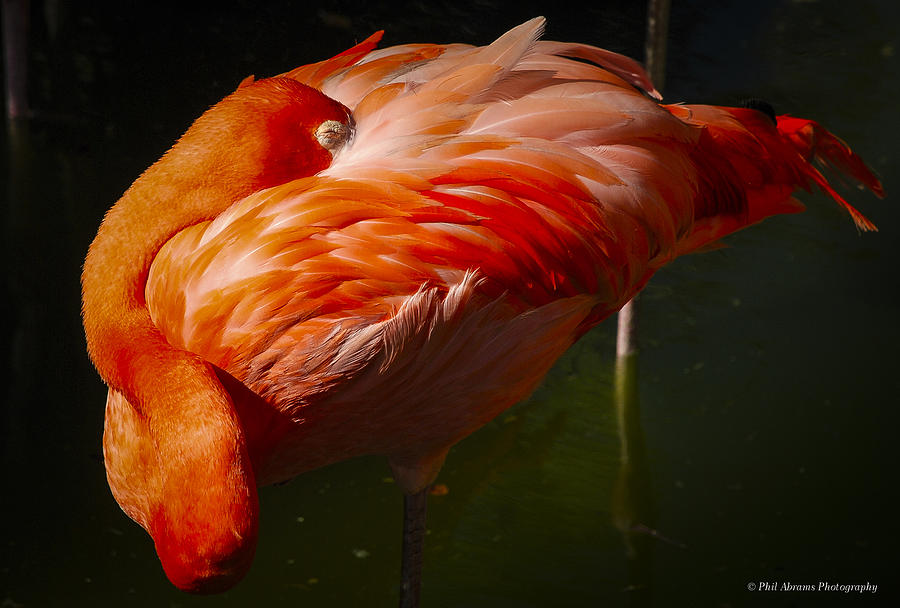 Sleeping Flamingo Photograph by Phil Abrams