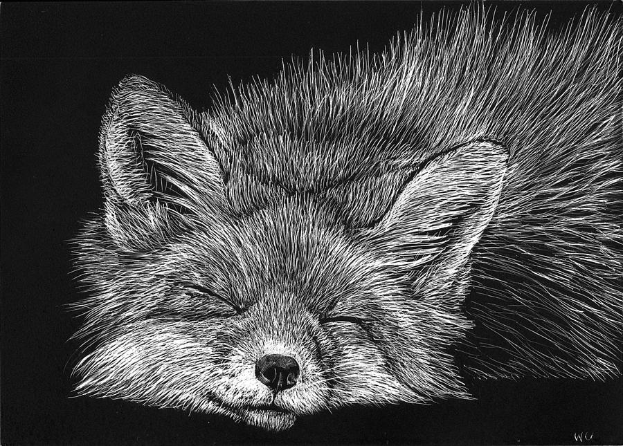 Sleeping Fox Drawing by William Underwood