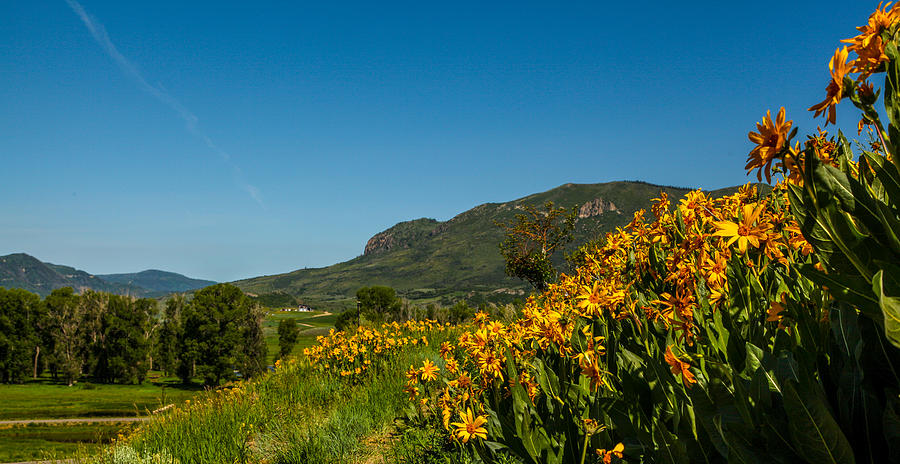 Sleeping Giant Wildflowers Photograph by Kevin Dietrich