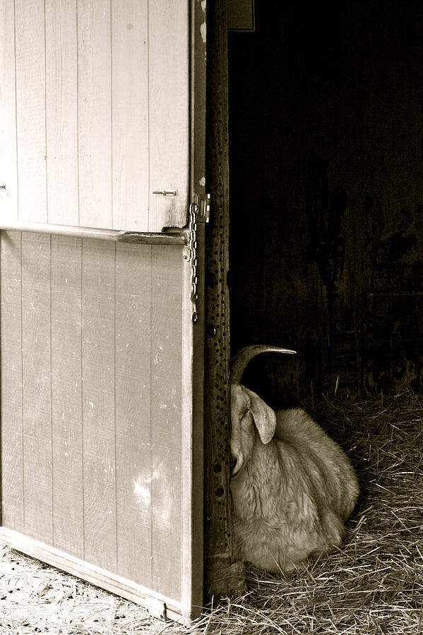 Sleeping Goat Photograph