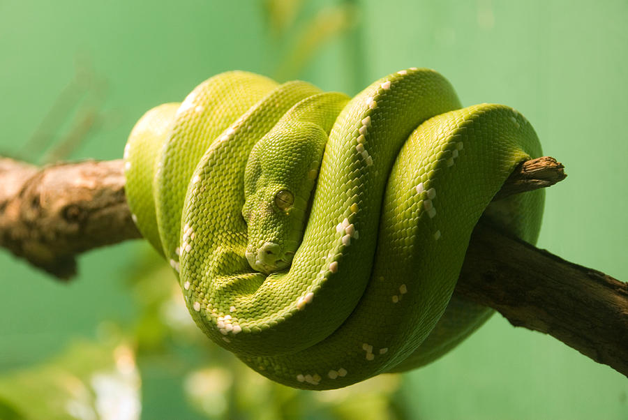 Sleeping Green Snake Photograph
