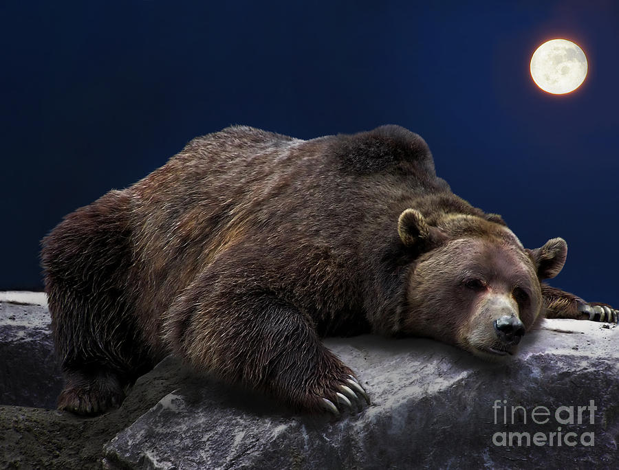 Grizzly Bear Sleeping In A Cave