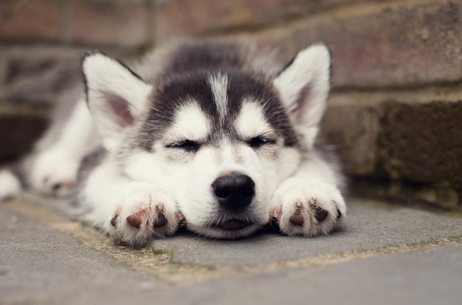 Sleeping Husky Puppy Photograph by Images by Christina Kilgour