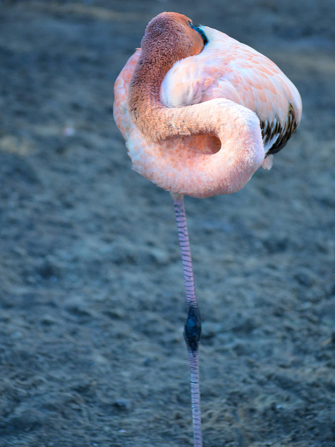 Sleeping Juvenile Flamingo Photograph by Maggy Marsh