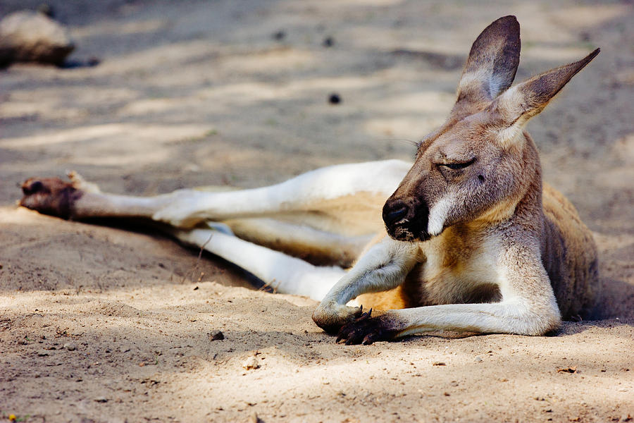 sleeping kangaroo