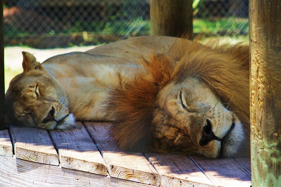 Wildlife Photograph - Sleeping King And Queen by Chuck Hicks