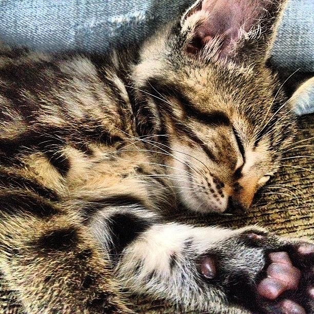 Cat Photograph - Sleeping Kitten by Danielle Godfrey