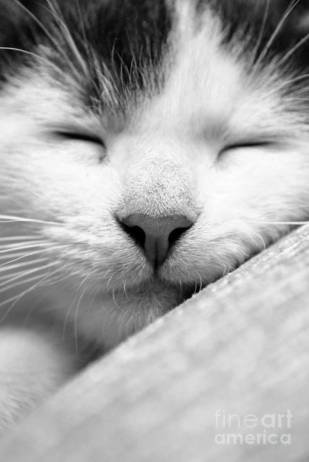 Sleeping kitten Photograph by Martin Capek