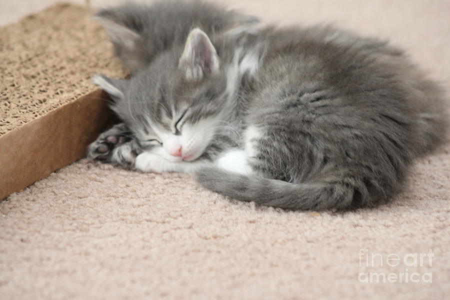 Sleeping Kitten Photograph by Michelle Powell