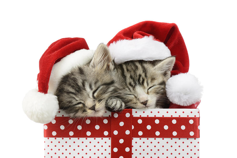 Christmas Photograph - Sleeping Kittens In Presents by MGL Meiklejohn Graphics Licensing