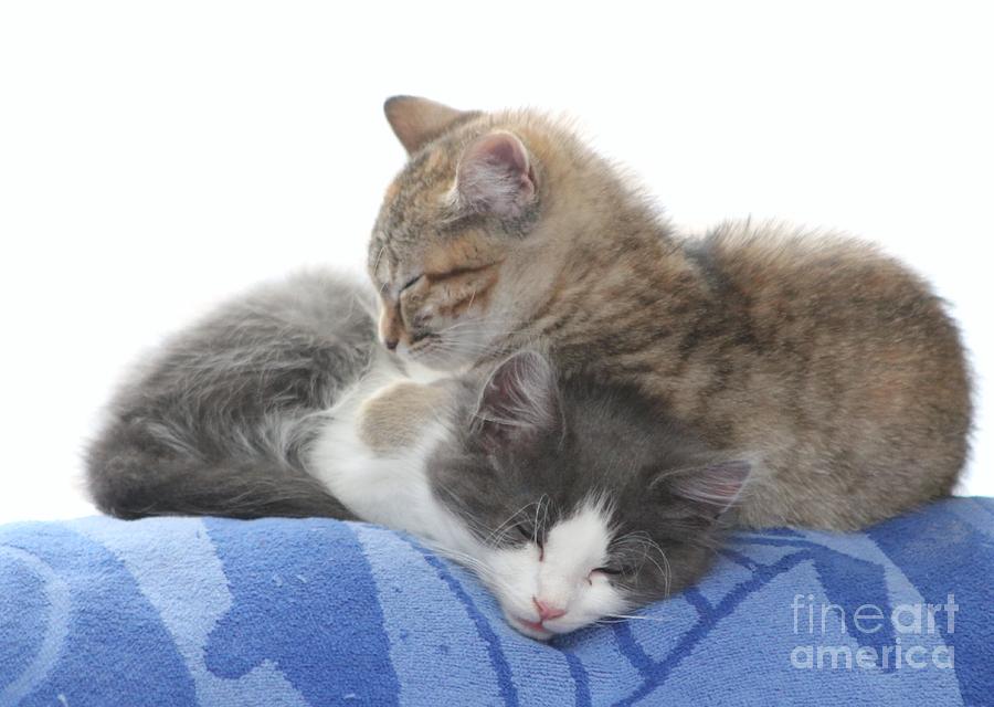 Sleeping Kittens Photograph by Michelle Powell