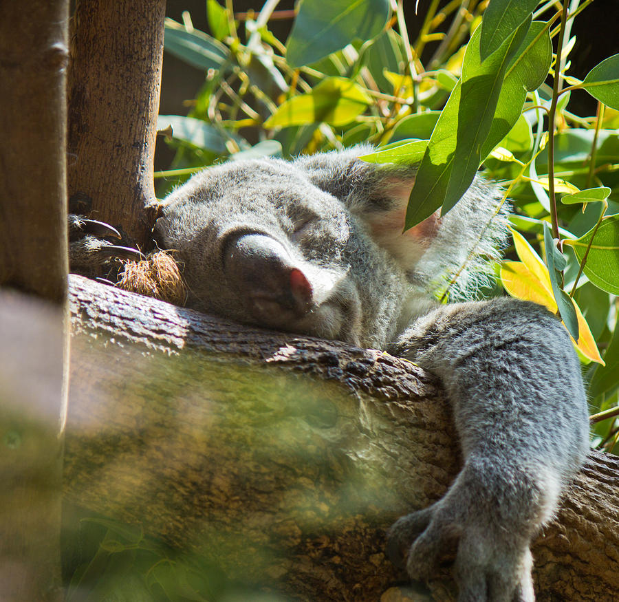Sleeping Koala Photograph by Jonny D