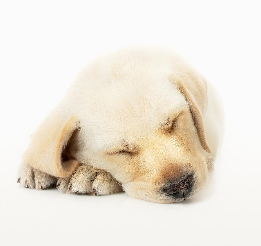 Animal Photograph - Sleeping Labrador Puppy by Johan Swanepoel