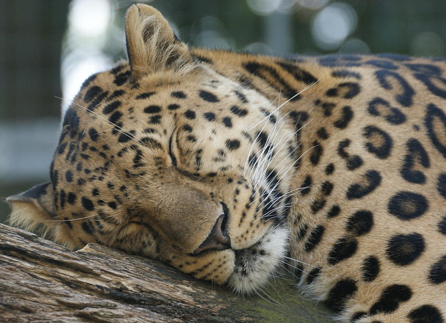 Sleeping Leopard Photograph by Chris Boulton