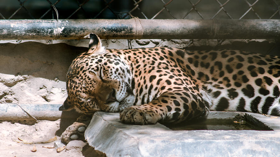 Leopard Photograph - Sleeping Leopard by Gautam Gupta
