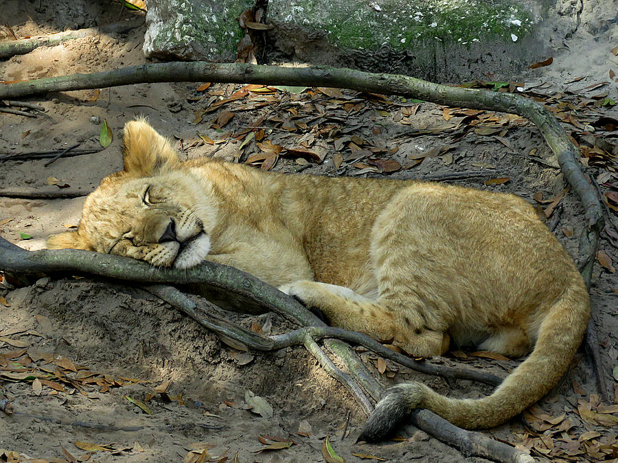 Animal Photograph - Sleeping Lion Cub 1 by J M Farris Photography
