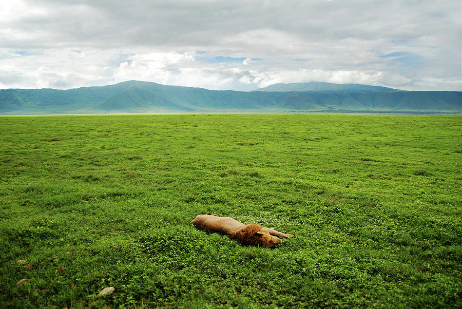 Sleeping Lion In The Green Grass Photograph by Volanthevist