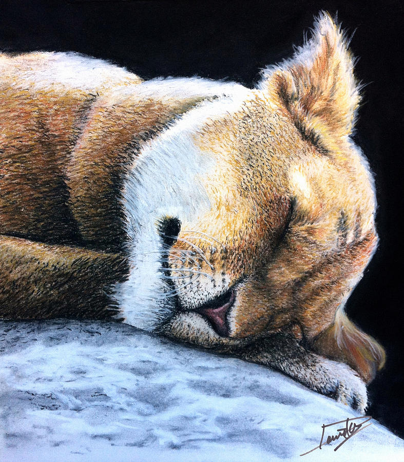 Lion Drawing - Sleeping Liones by Bombelkie -  Marcin and Dawid Witukiewicz