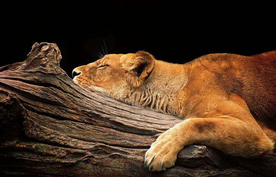 Sleeping Lioness Photograph by © Christian Meermann
