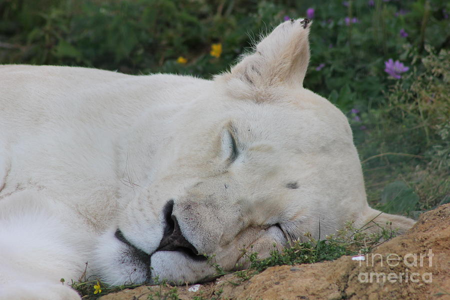 Sleeping Lioness Photograph by Vicki Spindler